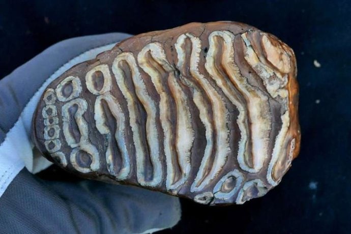 Así es como se ha recuperado ADN microbiano de hace más de un millón de años en fósiles de mamut