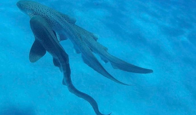 Así es el extraordinario ritual de apareamiento de los tiburones leopardo captado por primera vez