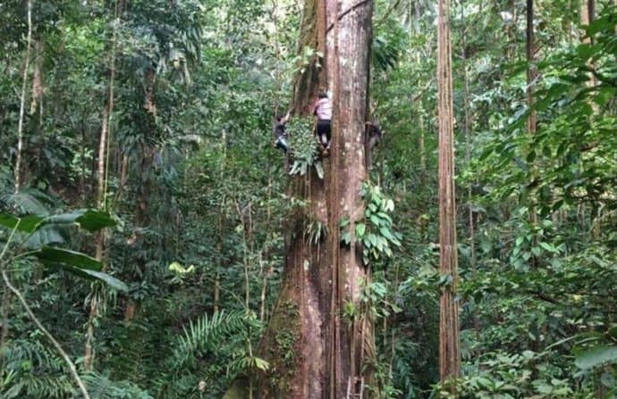 Así influye el aumento de CO2 en el crecimiento acelerado de los árboles de la Amazonia