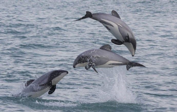 Así son las increíbles acrobacias del delfín más diminuto del planeta bajo el agua
