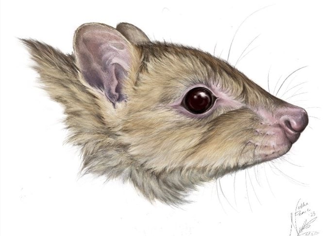 El sorprendente hallazgo de un marsupial desconocido que podría haber desaparecido antes de ser encontrado
