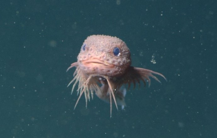 Hallan una increíble especie de pez en las profundidades más misteriosas del océano