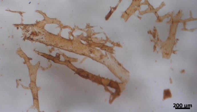 La sorprendente tecnología que revela rastros de hemoglobina en huesos de dinosaurio