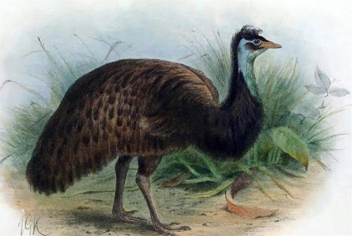 Por qué aún no estamos viviendo una extinción masiva de especies según los expertos