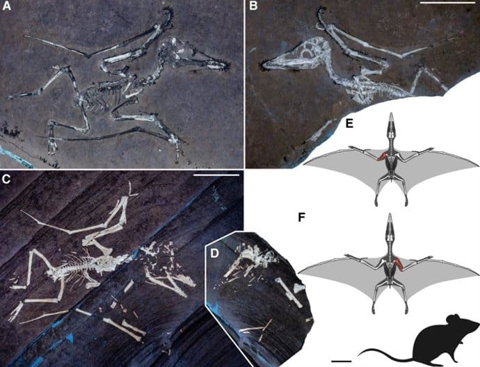 Revelan el misterio tras la muerte de dos pequeñas crías de pterosaurio con sus alas fracturadas