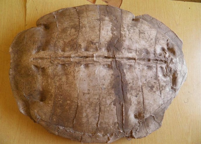 Un increíble hallazgo en Siria revela una nueva especie de tortuga marina fósil