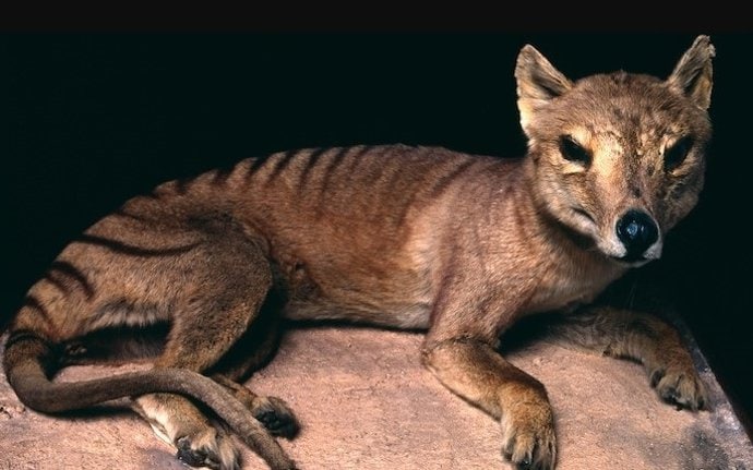 Así es como los humanos han transformado la vida animal tanto como las grandes glaciaciones