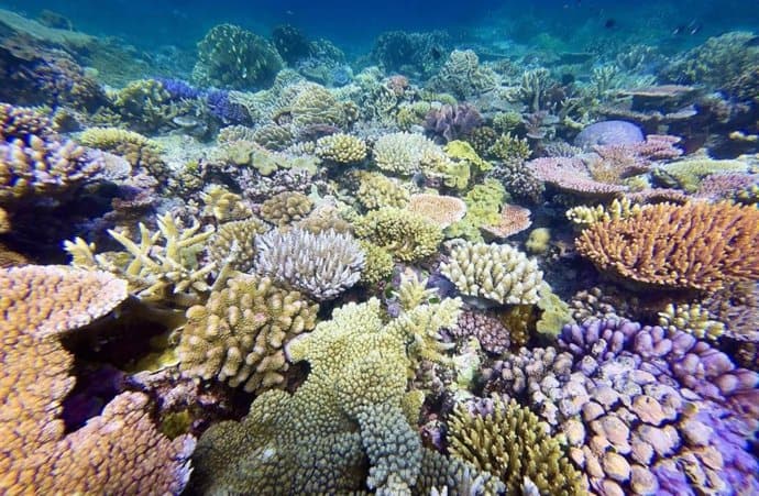 Así están respondiendo los corales al reto del cambio climático