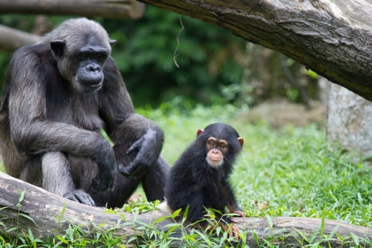 Chimpancé