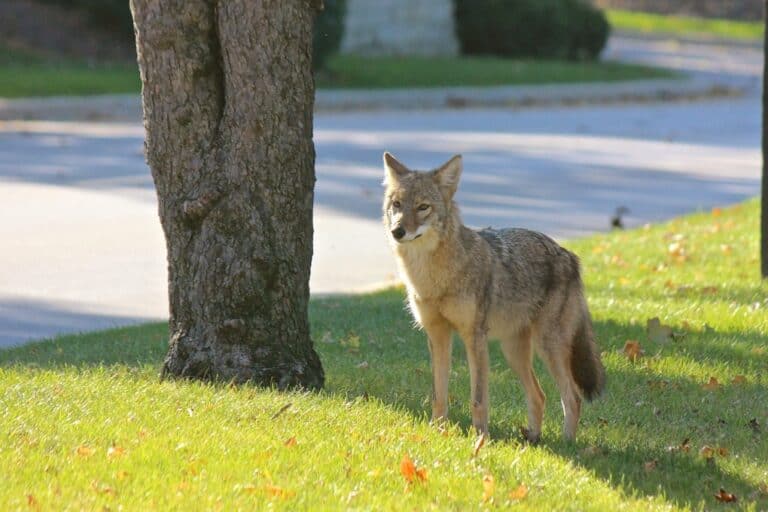 Coyote