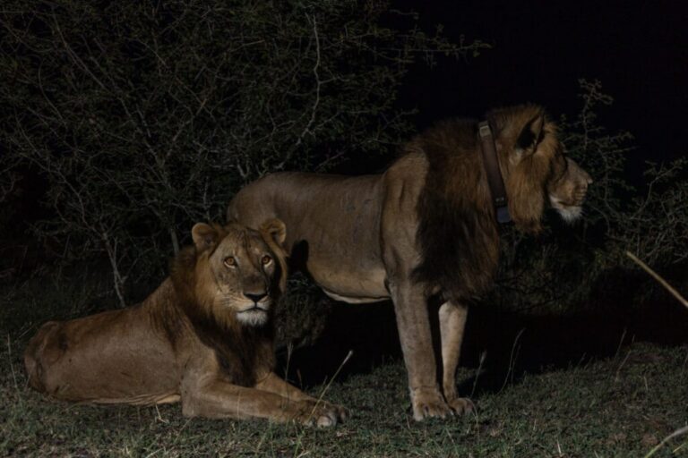 Leones