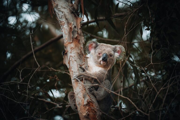 Koala