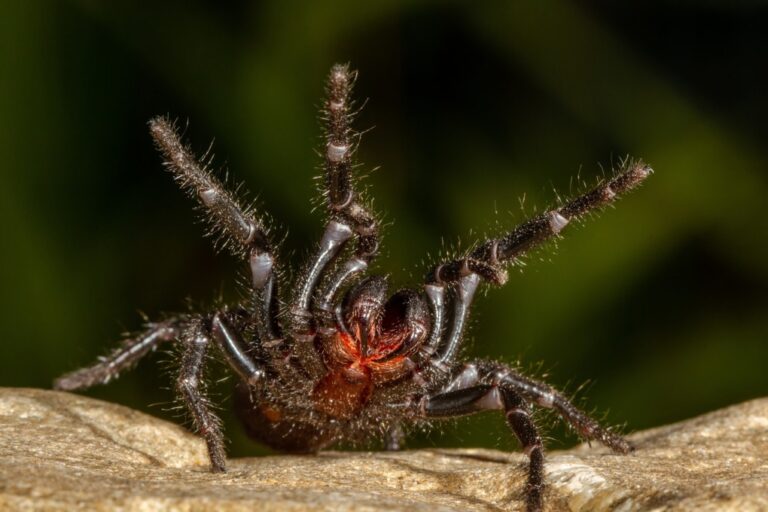 Atrax robustus