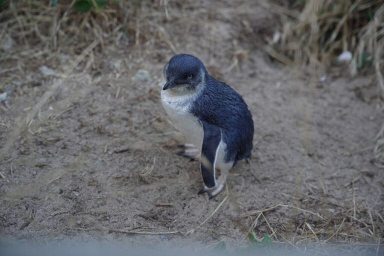 Pingüinos