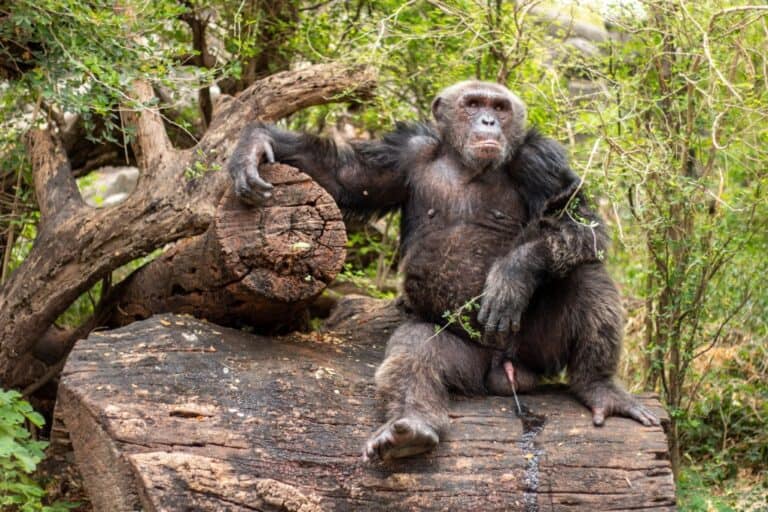 Chimpancé