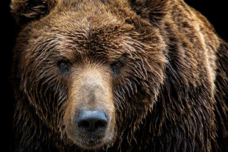 Spray para osos: qué es, cómo funciona y por qué aún no es legal en Italia