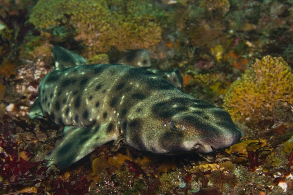 Tiburón Tiburón