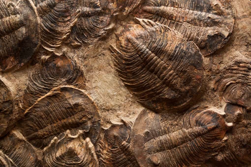 trilobites