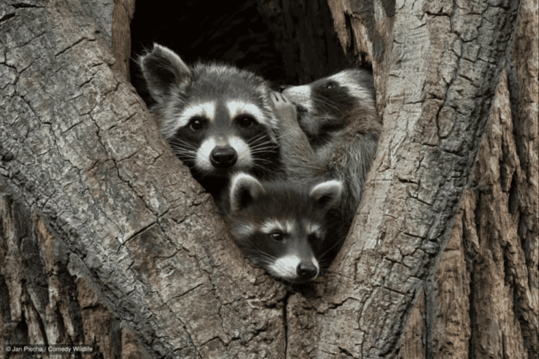 El secreto de los mapaches