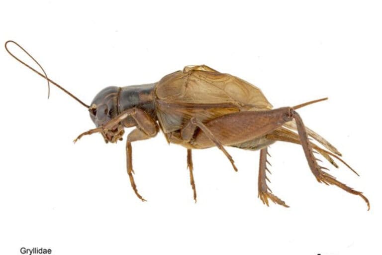 Cricket