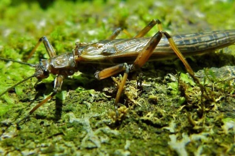 Zelandoperla