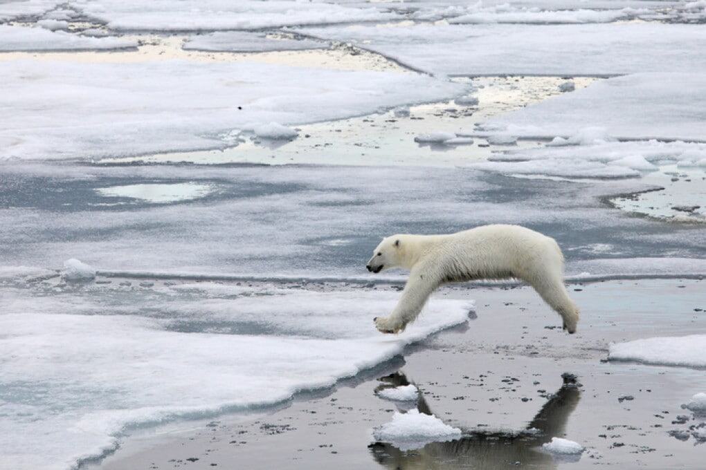 En el cambiante Ártico, los osos polares corren mayor riesgo de contraer enfermedades