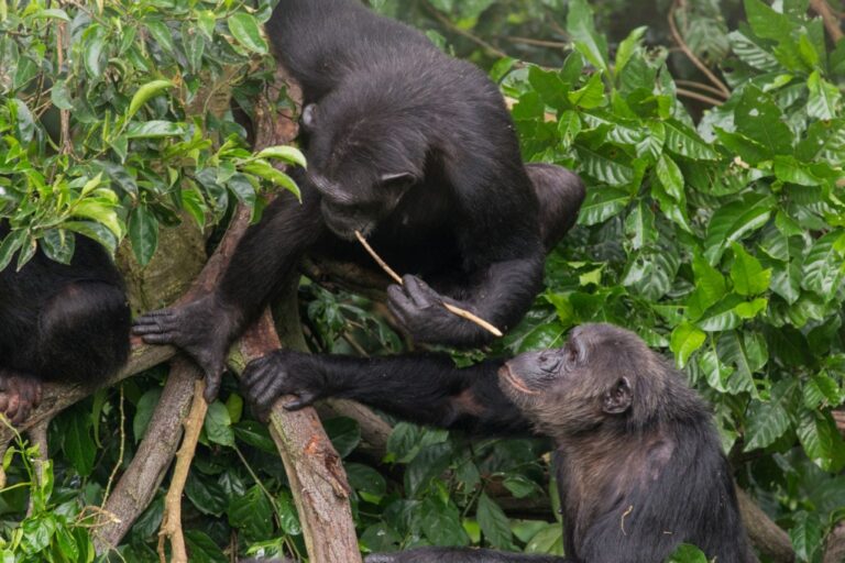 Chimpancé