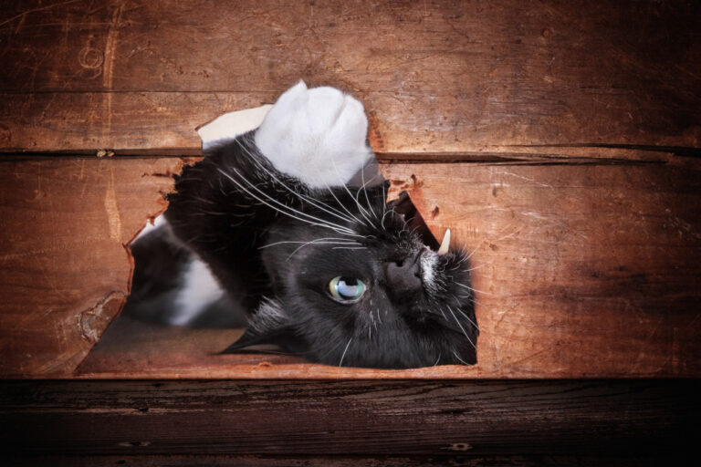 Gato