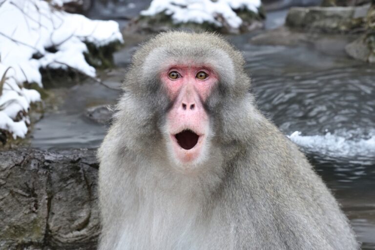 Macaco