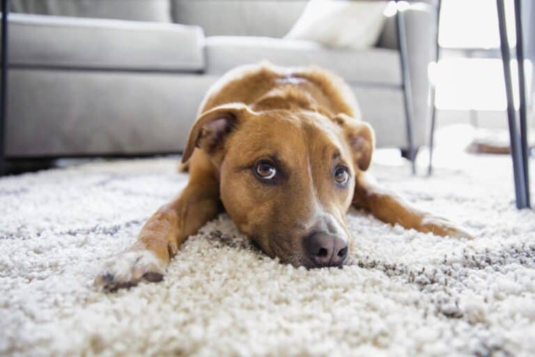 Perro