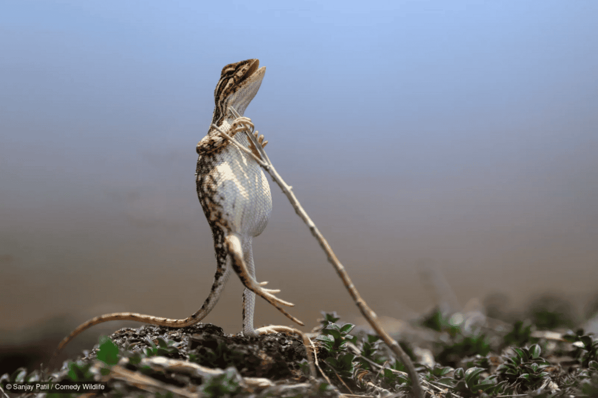 El lagarto que quería ser una estrella de rock El lagarto que quería ser estrella de rock