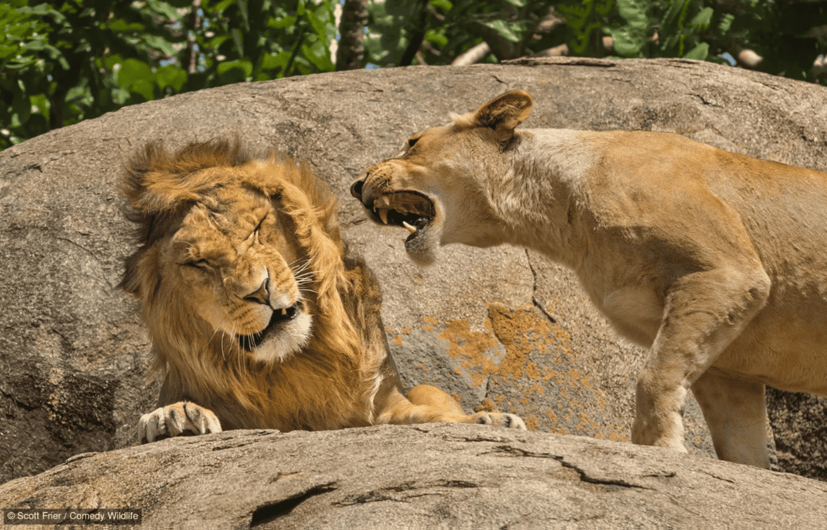 León regañado por una leona León regañado por una leona