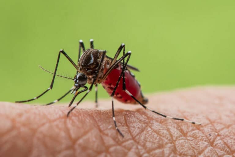 Mosquito