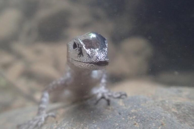 Anolis aquaticus