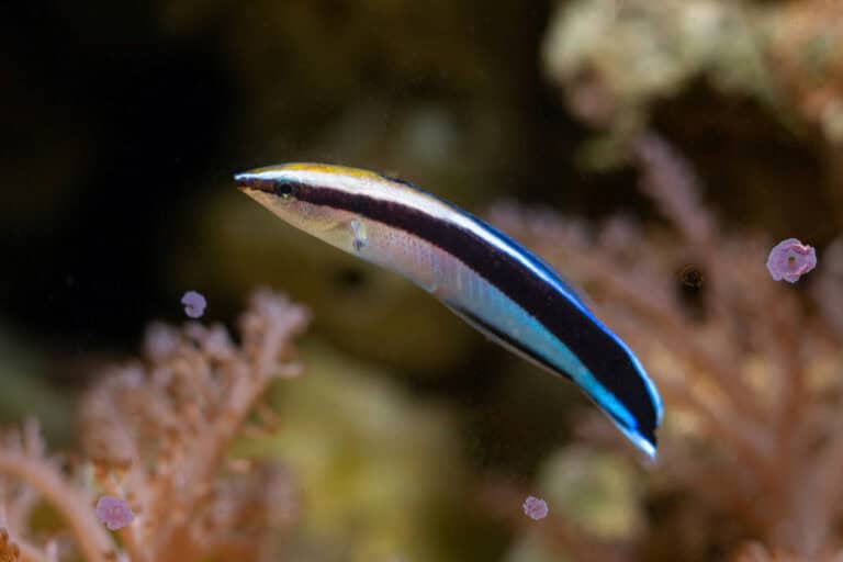 Peces limpiadores