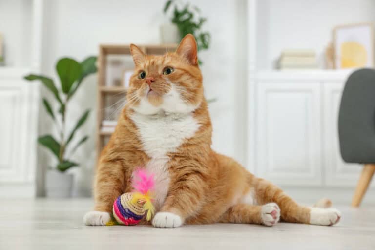 Gato