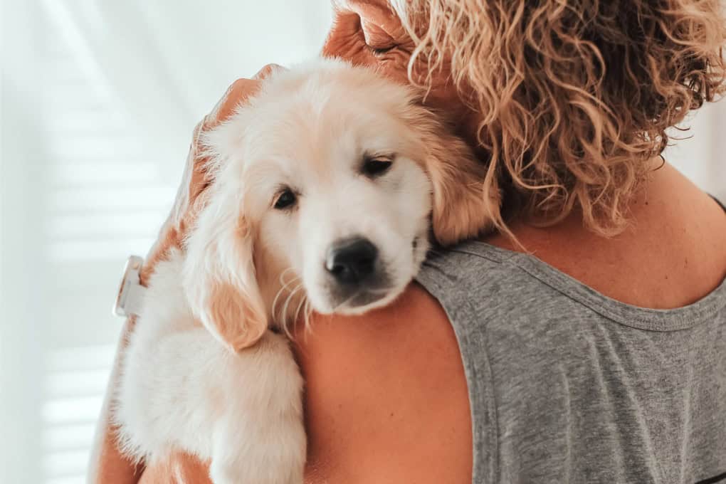 Perro estresado